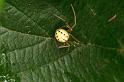 Enoplognatha_ovata_D5195_Z_89_Les Gris_Frankrijk